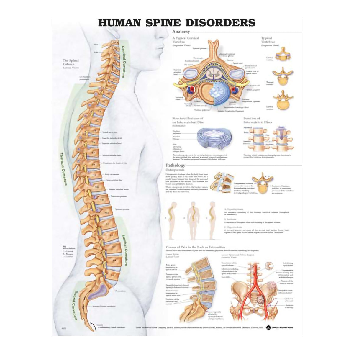 Anatomical Chart Company Anatomical Chart